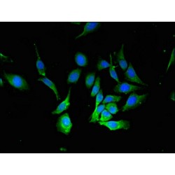 Beclin-1 (BECN1) Antibody