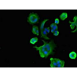 Ubiquitin Specific Peptidase 18 (USP18) Antibody