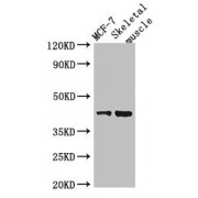 WB analysis of (1) MCF-7 whole cell lysates, and (2) Mouse skeletal muscle tissue, using USP18 antibody (2 µg/ml). Predicted band size: 42, 44 kDa. Observed band size: 44 kDa.