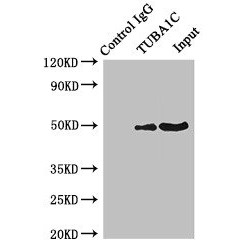 Tubulin Alpha 1C (TUBA1C) Antibody