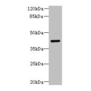 WB analysis of mouse brain tissue, using DCX Antibody (8 µg/ml).