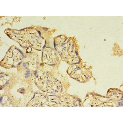 Nitric Oxide Synthase Trafficker (NOSTRIN) Antibody