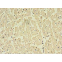 Nitric Oxide Synthase Trafficker (NOSTRIN) Antibody