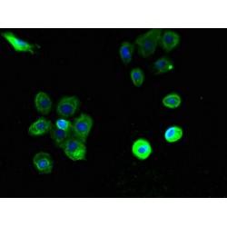 Platelet-Activating Factor Receptor (PTAFR) Antibody