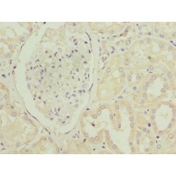 Platelet-Activating Factor Receptor (PTAFR) Antibody