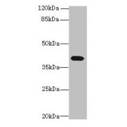 WB analysis of mouse lung tissue, using PTAFR Antibody (4 µg/ml). Predicted band size: 40 kDa, Observed band size: 40 kDa.