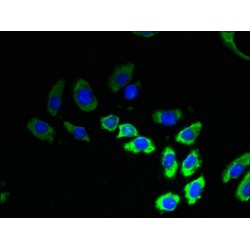 Transmembrane Protein 53 (TMEM53) Antibody