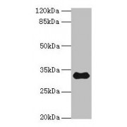 WB analysis of Mouse Brain Tissue, using TMEM53 antibody (5 µg/ml). Predicted band size: 32, 34 kDa. Observed band size: 32 kDa.