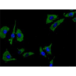 GDNF Family Receptor Alpha-Like (GFRAL) Antibody