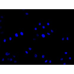 GDNF Family Receptor Alpha-Like (GFRAL) Antibody