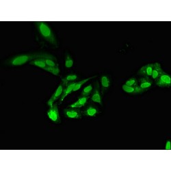 Protein Phosphatase 2 Catalytic Subunit Alpha (PPP2CA) Antibody