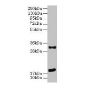 WB analysis of mouse heart tissue, using EMP3 antibody (3 µg/ml) and goat anti-rabbit IgG secondary antibody (1/10000 dilution). Predicted band size: 19 kDa, Observed band size: 19, 31 kDa