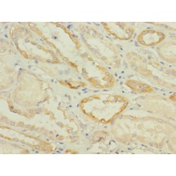 Succinate Receptor 1 (SUCNR1) Antibody