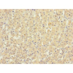 Succinate Receptor 1 (SUCNR1) Antibody