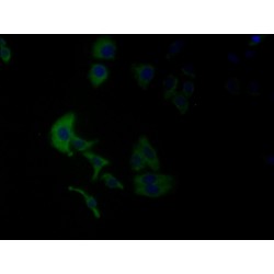 Leucine-Rich Repeat Neuronal Protein 3 (LRRN3) Antibody