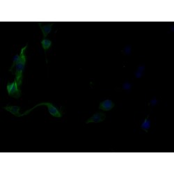 Leucine-Rich Repeat Neuronal Protein 3 (LRRN3) Antibody