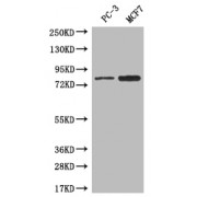 WB analysis of PC-3 and MCF7 whoe cell lysates, using LRRN3 antibody (1/500 dilution). Calculated MW: 80 kDa, Observed MW: 80 kDa.
