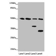 WB analysis of (1) Mouse Heart Tissue, (2) Mouse Liver Tissue, (3) Mouse Brain Tissue, and (4) HeLa whole cell lysate, using NCR3LG1 antibody (2 µg/ml). Predicted band size: 51 kDa. Observed band size: 32, 38, 51 kDa.
