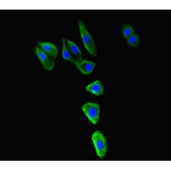 Major Histocompatibility Complex Class I-Related Gene Protein (MR1) Antibody