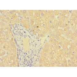 Major Histocompatibility Complex Class I-Related Gene Protein (MR1) Antibody