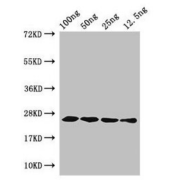 Western Blot analysis of the recombinant protein using HFB1 antibody (4 μg/ml) and HRP-conjugated Goat Anti-Rabbit antibody (<a href="https://www.abbexa.com/index.php?route=product/search&amp;search=abx400043" target="_blank">abx400043</a>, 1/50000 dilution).