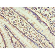 IHC-P analysis of human small intestine tissue, using COL2A1 antibody (1/100 dilution).