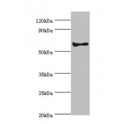 WB analysis of HeLa whole cell lysates, using CHRM3 antibody (2 µg/ml). Predicted band size: 66 kDa, Observed band size: 66 kDa.