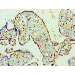 Protein Wnt-2 (WNT2) Antibody