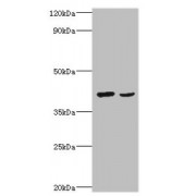 WB analysis of (1) HepG2 whole cell lysates, and (2) MCF-7 whole cell lysates, using WNT2 Antibody (2 µg/ml).