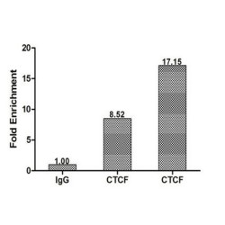 Transcriptional Repressor CTCF (CTCF) Antibody