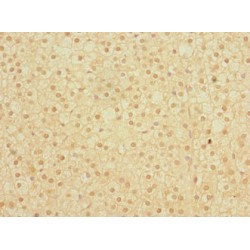 Syncytin-2 (ERVFRD-1) Antibody