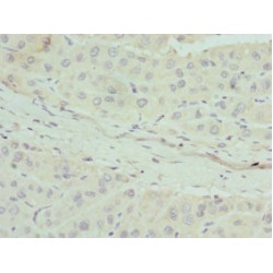 Apolipoprotein M (APOM) Antibody