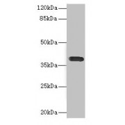 WB analysis of A549 cell lysates, using CD226 antibody (2.61 µg/ml). Predicted band size: 39 kDa. Obseved band size: 39 kDa.