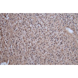 Protein Cereblon (CRBN) Antibody