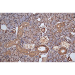 Protein Cereblon (CRBN) Antibody
