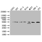 WB analysis of variuos cell lysates, using CRBN antibody (1/1000 dilution). Predicted band size: 51 kDa and Observed band size: 55 kDa.