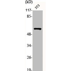 Melanopsin (OPN4) Antibody