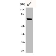 WB analysis of HeLa cells, using PXN pY88 antibody.