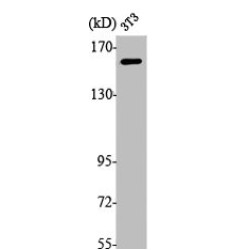Mitogen-activated protein kinase kinase kinase 5 (MAP3K5) Antibody