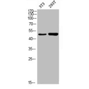 abx324771