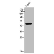 WB analysis of HepG2 cells.