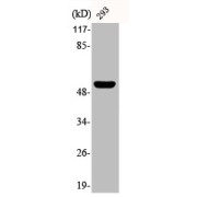 WB analysis of 293 cells.