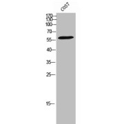 Western blot analysis of COS7 cells using Cluster of Differentiation 226 Phospho-Ser329 (CD226 pS329) Antibody.
