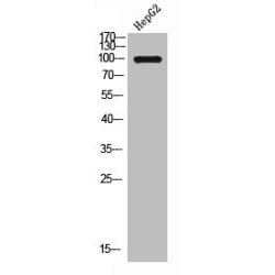 Colony Stimulating Factor 1 Receptor (CSF1R) Antibody