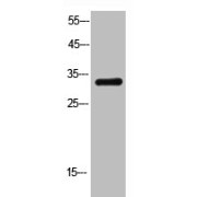 abx327229
