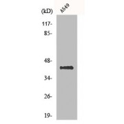 Western blot analysis of A549 cells, using Flotillin-2 antibody.