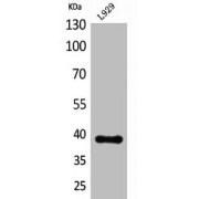 WB analysis of L929 cells, using INHBE antibody.