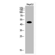 WB analysis of HepG2 cells.
