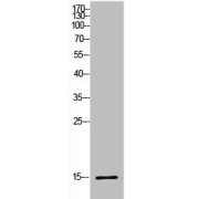 Western blot analysis of HeLa cells using Histone H2B Antibody.