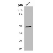 WB analysis of MCF7 cells, using RNF130 antibody.